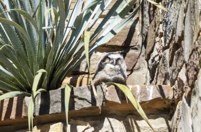 Great Horned Owlet April 2021